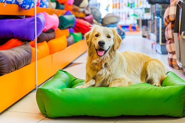 Nomes para Pet Shop – 69 Ideias Inovadoras