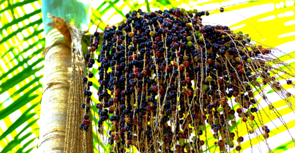 Plantar Açaí dá lucro