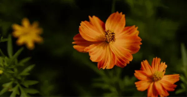 como cuidar flor primavera